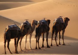 沙漠中的骆驼图片