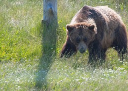 体型庞大的棕熊图片大全