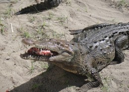 凶猛的鳄鱼图片