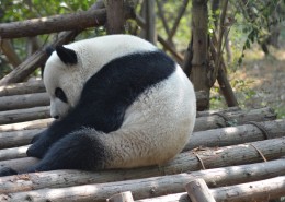 动物园里的国宝大熊猫图片