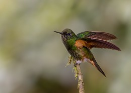 体态轻盈的蜂鸟图片