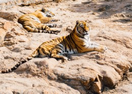 健壮的老虎图片