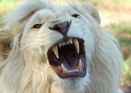 体格雄健的狮子图片