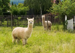 可爱的羊驼图片