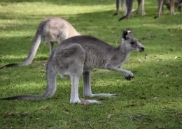 强壮的袋鼠图片