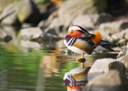 漂亮的鸳鸯图片