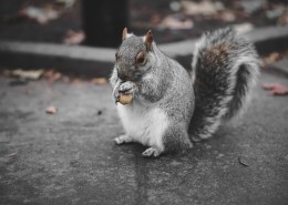 小巧可爱的松鼠图片