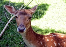 无角的雌性梅花鹿图片