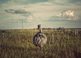 非洲的野生鸵鸟图片大全