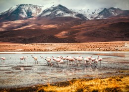 纤细修长的火烈鸟图片