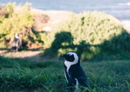 可爱呆萌的企鹅图片