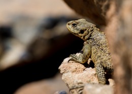 冷血爬虫蜥蜴的图片