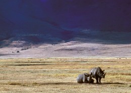 笨拙的犀牛图片