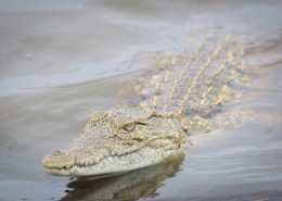 凶猛的鳄鱼图片