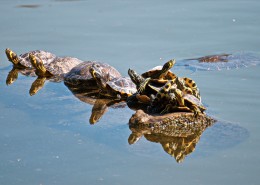 爬行缓慢的乌龟图片大全