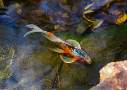水里的金鱼图片