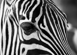 拥有黑白斑纹的斑马图片