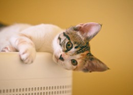 乖巧的猫咪图片