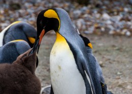 可爱的企鹅图片大全
