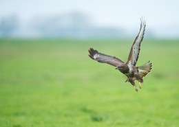 张开翅膀的老鹰图片