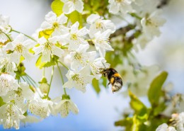正在采花蜜的蜜蜂图片大全