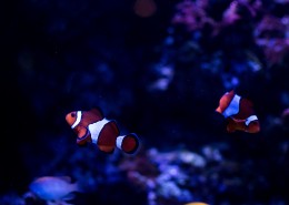 呆萌的小丑鱼图片