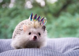 呆萌的刺猬图片