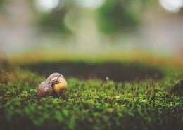 行动缓慢的蜗牛图片