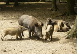成群的野猪图片