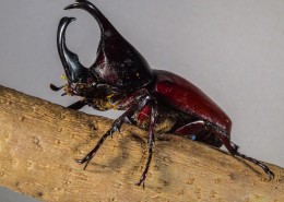 力量惊人的犀牛甲虫图片