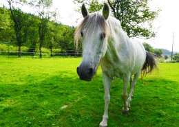 一匹英俊的白马图片