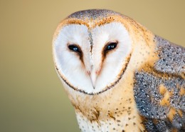 呆萌的谷仓猫头鹰图片