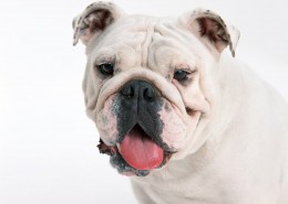 憨萌可爱的斗牛犬图片