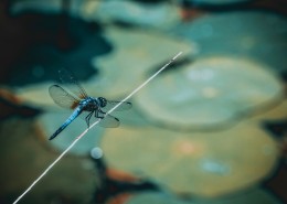 色彩斑斓的蜻蜓图片