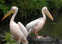 白色羽毛的鹈鹕图片大全