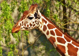 长颈鹿的头部图片大全