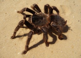 剧毒的狼蛛图片