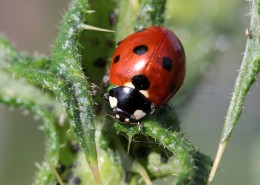 瓢虫微距摄影图片