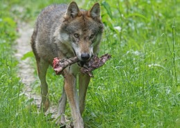 凶残的野狼图片大全