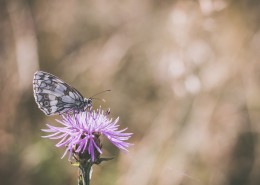 采花蜜的蝴蝶图片
