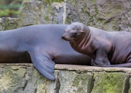 海狮图片野生动物图片