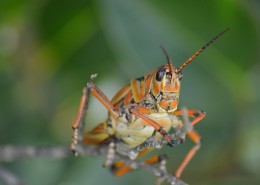 蚱蜢微距摄影图片大全