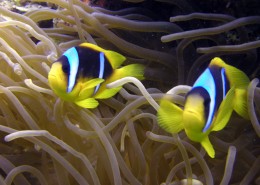 海洋中的小丑鱼图片大全