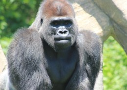 呆萌可爱的银背大猩猩图片