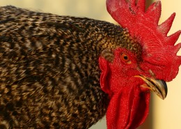 公鸡的鸡冠图片