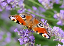 花丛中的孔雀蝴蝶图片