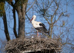 鸟巢上的白鹭图片