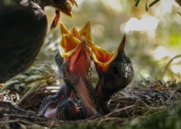 鸟巢中嗷嗷待哺的雏鸟图片