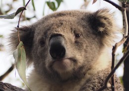 呆萌可爱的考拉图片