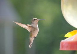 体态娇小的蜂鸟图片